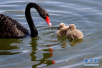 北京圆明园　两只出生不久的小黑天鹅跟随“家长”在湖中戏水