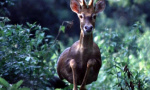 海南坡鹿：生态名片