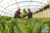 山东将示范集成推广新技术　助力蔬菜产业绿色发展