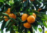 今年柑橘普遍涨价，宁波地产橘最贵卖十多元一个