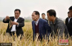这个令西方吃惊又羡慕的中国专家，竟在迪拜沙漠种出了水稻