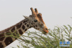 巴西长颈鹿空降郑州　将分拨至全国各地动物园