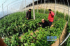 河北省10个县列入国家果菜有机肥替代化肥试点