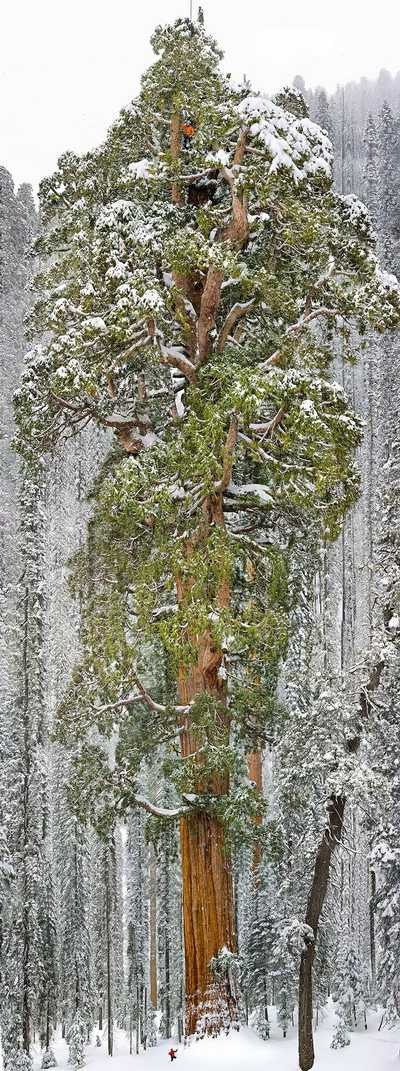 世界上最美的16棵树 你都见过吗？（组图）