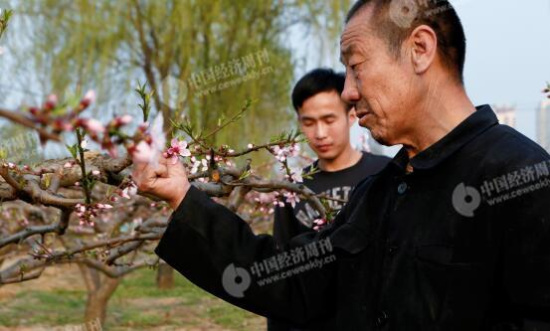 p30-1-胡伟和父亲在自家地里，他们近年来专门种植桃子。他们身后是一处商业楼盘。