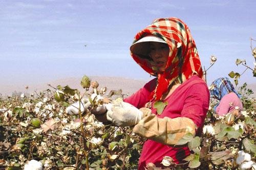 国家棉花产业联盟成立 推行棉花订单生产与销