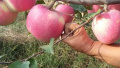 威海苹果抢滩京津冀市场　带动农业产业均衡发展格局