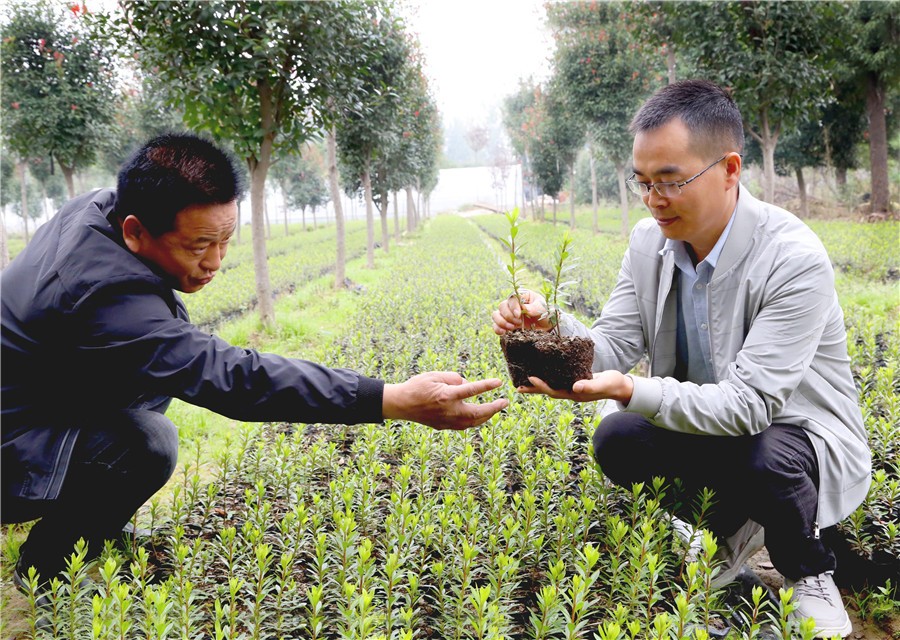 河南叶县：花卉苗木种植助农增收脱贫