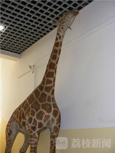 无锡展出因乱投喂致死长颈鹿标本 警示游客文