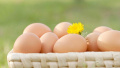鸡蛋营养高低看蛋壳颜色不靠谱　蛋壳颜色受什么影响