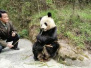 萌！野生大熊猫现身景区贪吃竹笋任拍照