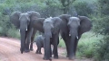 最可爱袭击：南非小象随象群冲向旅行车