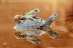 暖心！懒惰蜗牛和青蛙爬上乌龟壳“搭便车”