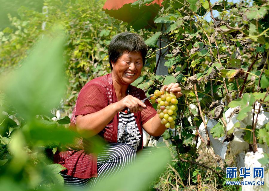 9月7日，河南省夏邑县骆集乡王口村村民卜桂英在采摘葡萄。