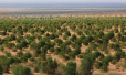 中国沙漠治理取得重大突破4000余亩沙漠变“绿色牧场”