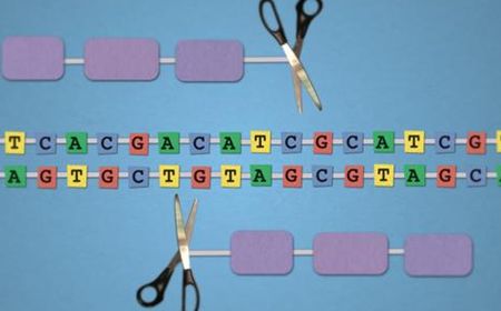 日本成功利用基因剪刀进行大豆基因组编辑-