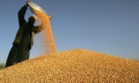 国家公布2018年小麦最低收购价格-中国搜索头