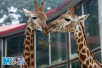 齐河动植物园迎来32头非洲长颈鹿，网友：冷不冷？