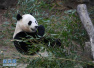大熊猫年夜饭吃什么？竹笋+胡萝卜！