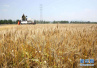 山东全省小麦处于灌浆成熟期　农田墒情适宜