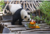 国家林业和草原局：我国圈养大熊猫种群数量首次突破500只