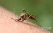 夏天怎么驱蚊最安全 夏天驱蚊用什么好？