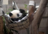 熊猫香香东京过周岁　游客为一睹芳容又要排长队了