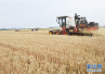 唐山夏粮小麦收购工作全面展开　现已入库1.2万吨