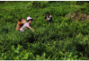四轮驱动下的湖南千亿茶产业系列报道（五）：大湘西跨区域公用品牌“潇湘”茶的横空出世