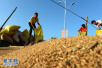 河南省小麦收购平稳有序　小麦价格或将上涨