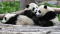 我国发布最新圈养大熊猫数据：全球圈养548只创新高