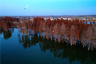 河南光山：生態好冬天引來成群候鳥