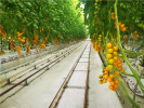 不用泥土就能種植！“碳中和蔬菜工廠”長出的番茄是啥味兒？