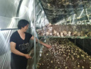 鹤壁市淇滨区：小小食用菌 撑起产业振兴“致富伞”
